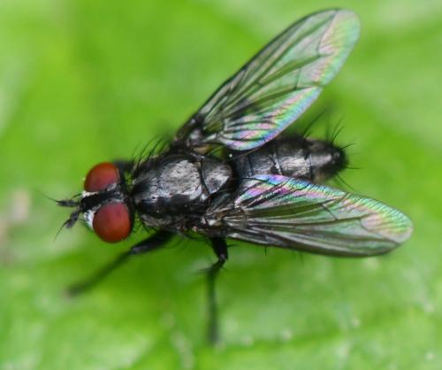 Réf. 322 726 : Nyctia halterata